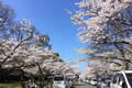 流木墓地公園の桜