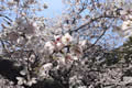 流木墓地公園の桜